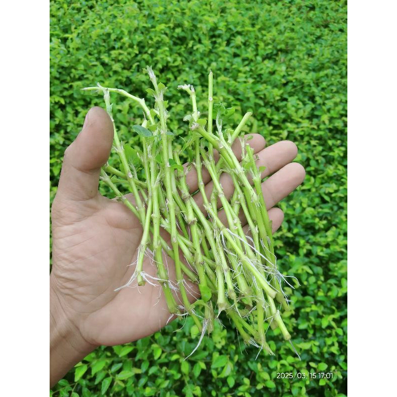 

Tanaman sayur Bayam Brazil sudah ber akar