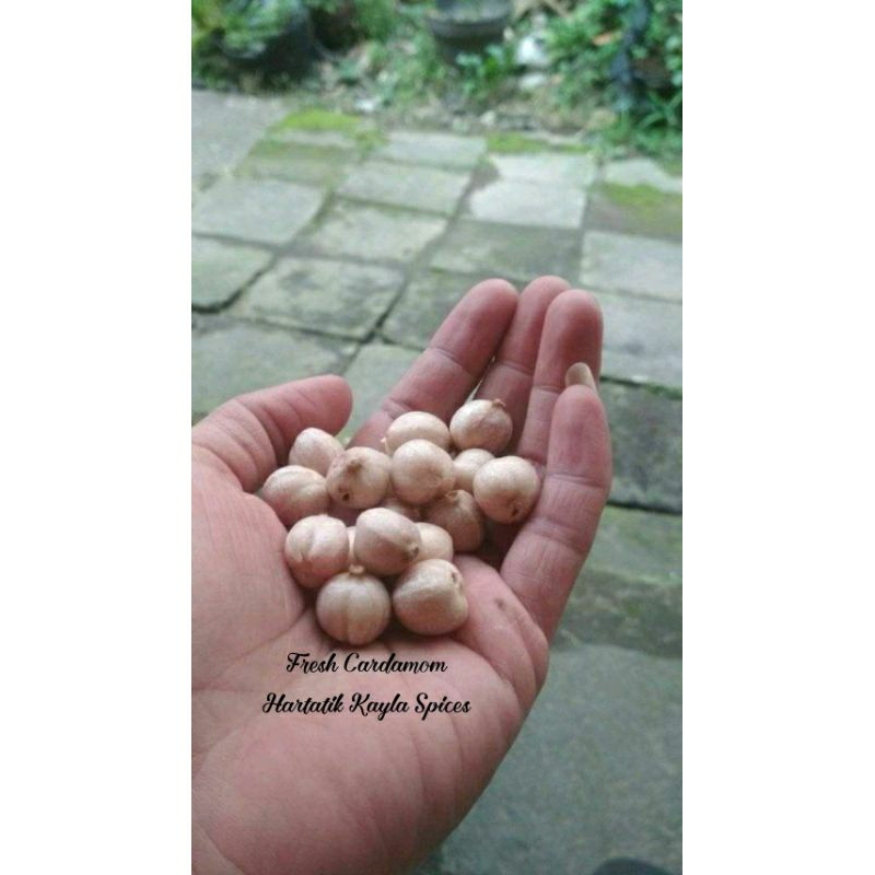 

Kapolaga Grade Farmasi B1 Kering - Bersih - Warna Cerah - Jemur Matahari