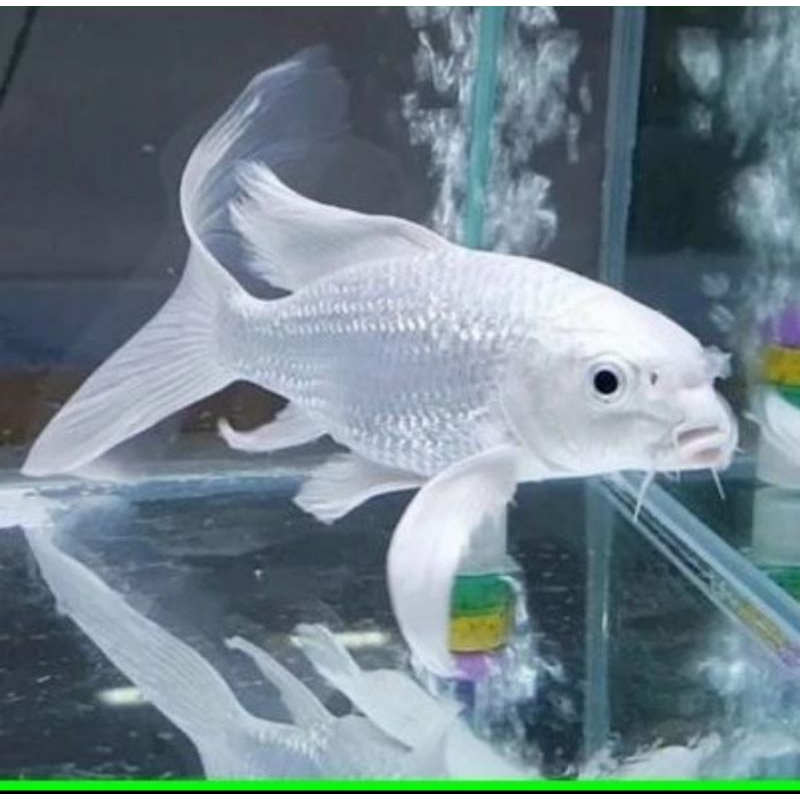 

HIASAN KOLAM/KOI PLATINUM SLAY3R