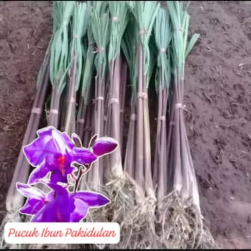 

sereh merah wangi herbal 1kg