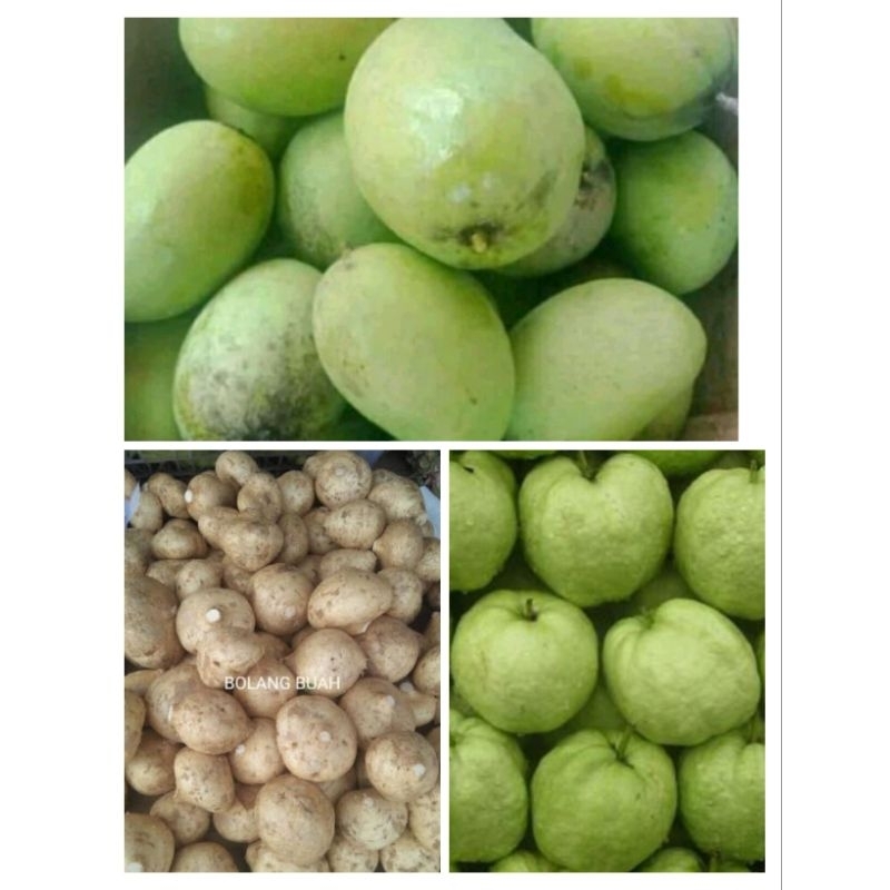 

MANGGA MUDA.BANGKUANG.JAMBU KRISTAL ISI 1KG