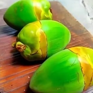 

BELULUK KELAPA BUAT OBAT HERBAL