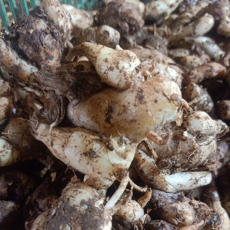 

Kencur Tersedia Ukuran 250g/500g/1Kg