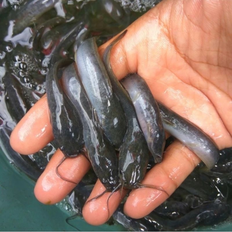 Bibit lele sangkuriang mutiara ukuran 7-8cm