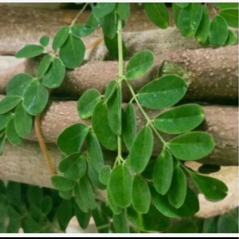 BIBIT STEK POHON KELOR SIAP TANAM