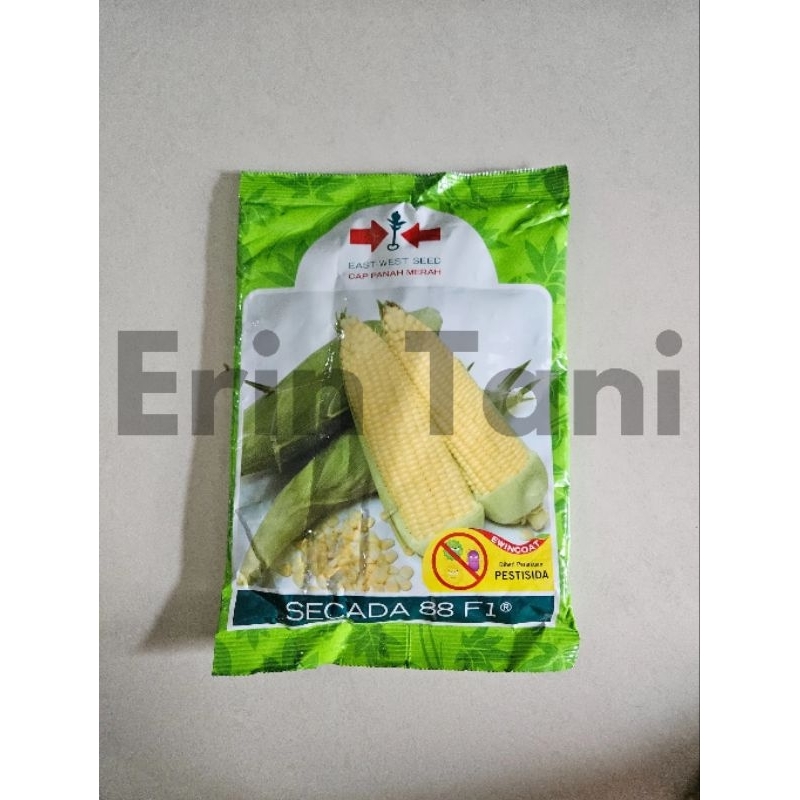 Benih jagung manis SECADA 88 F1 1750 butir dari panah merah secada