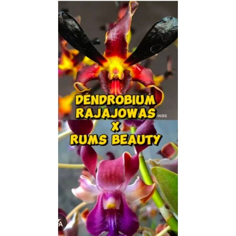 Dendrobium Rajajowas Silangan