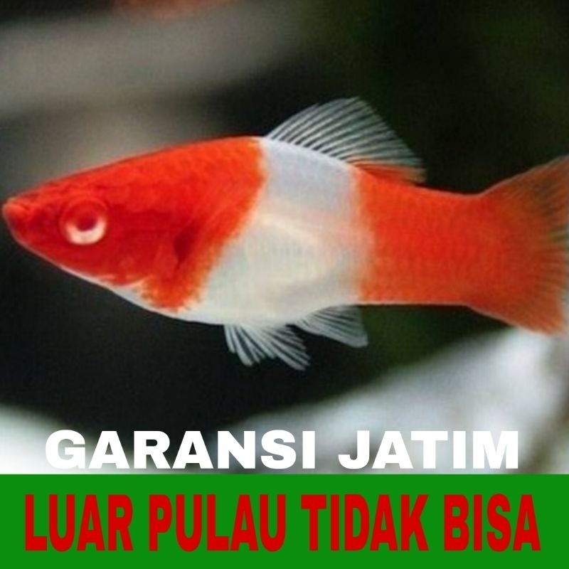 ikan hias platy kohaku isi 10