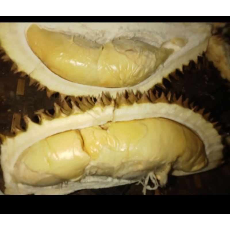 

durian sedang