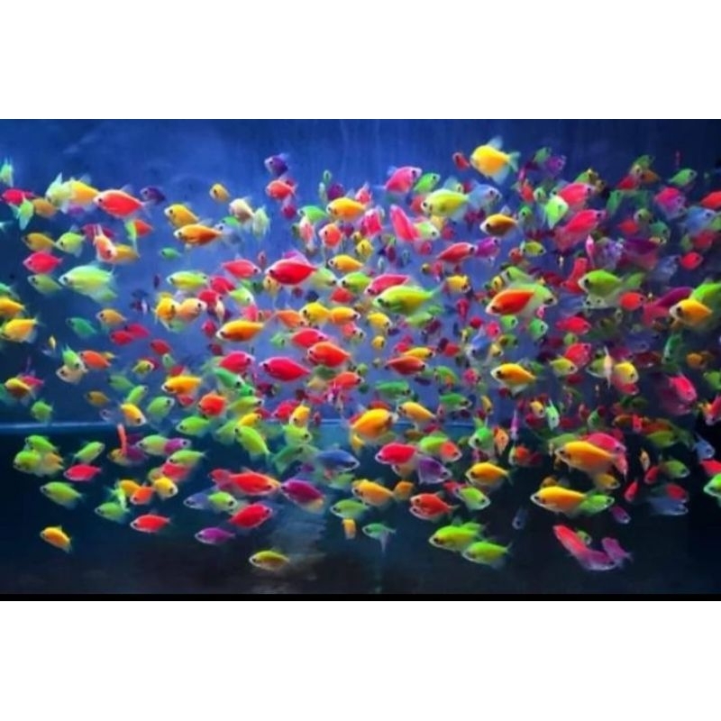 ikan qlowfish warna warni