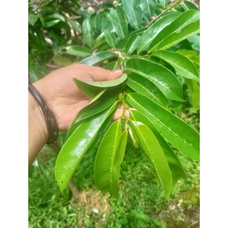 

Daun Sirsak Segar Fresh Dipetik Ketika Orderan Masuk 1 Kg