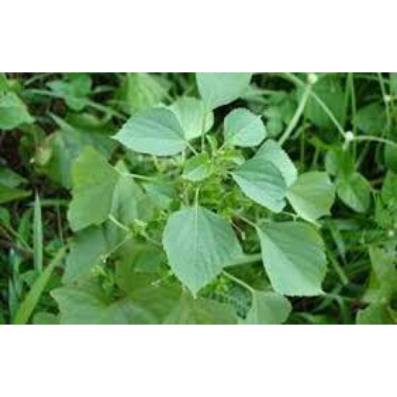

rumput anting/daun anting2/segar/dicabut beserta akar/100g