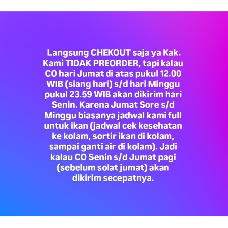 CUPANG ADU SUPER SERI ANDROMEDA ORIGINAL Cupang Adu MDS Medan Super Cupang Adu Lokal Super Cupang Ad