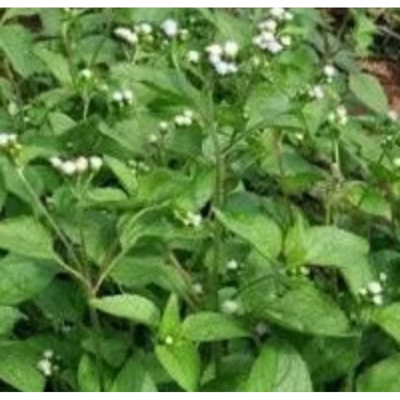 

daun bandotan/babadotan segar fresh herbal 1 kg