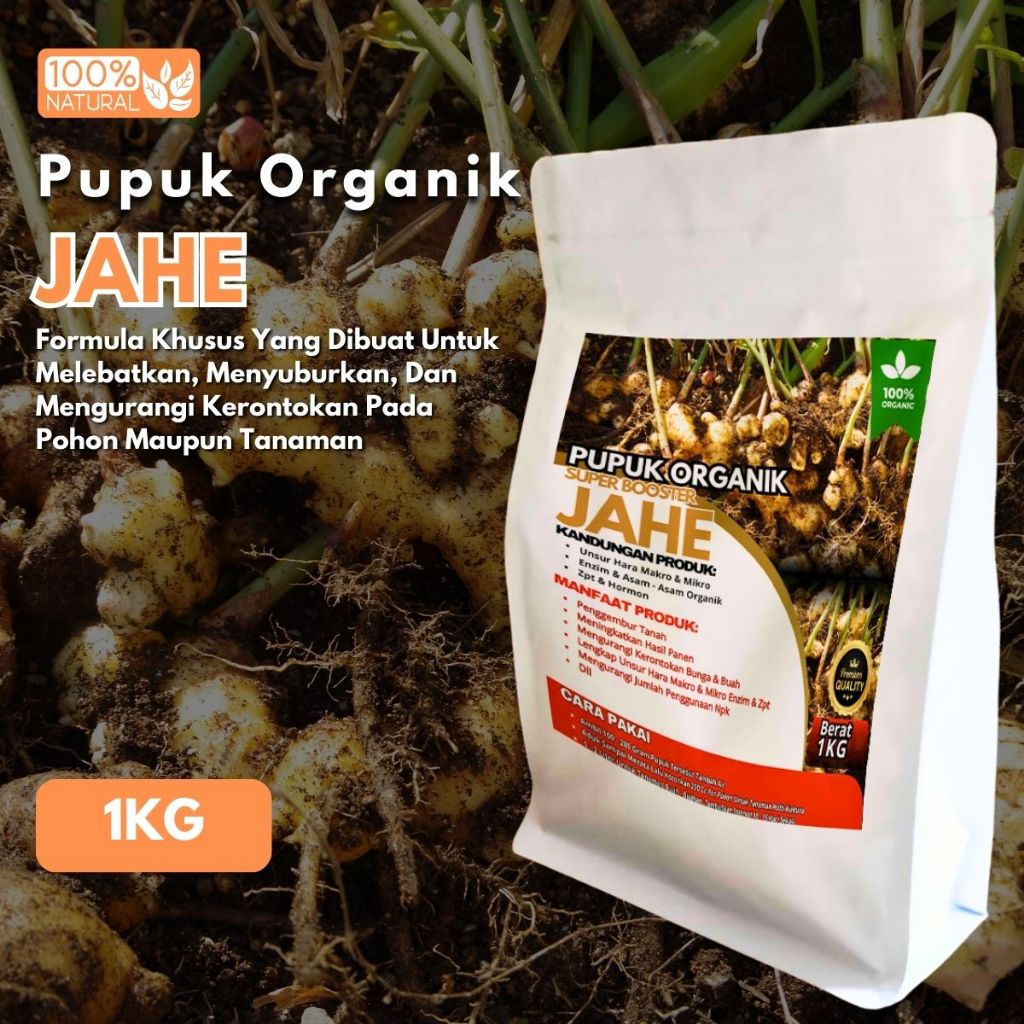 Pupuk Jahe Penyubur pembesar Rimpang Jahe Booster Jahe Pemacu Pertumbuhan Rimpang Jahe Cepat Besar