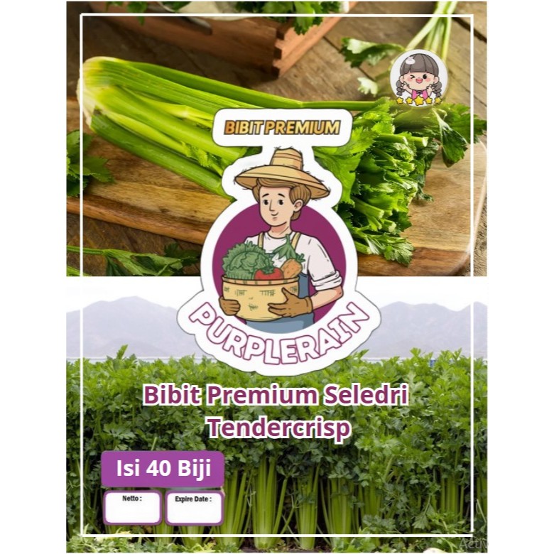Bibit Premium Seledri Tendercrisp Seledri Batang Besar|Benih Seledri
