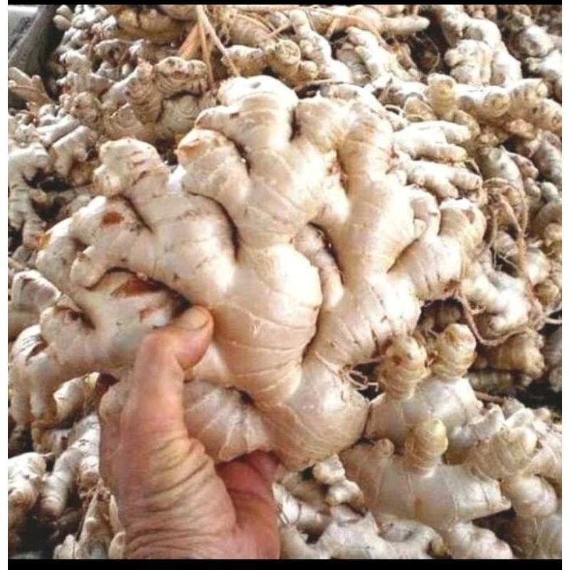 

JUAL JAHE HERBAL FRESHH 500 GRAM