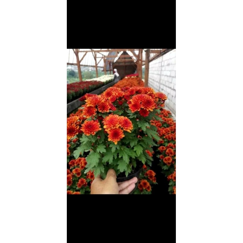 Tanaman Hias Krisan Orange/Tanaman Hias Murah Bandung