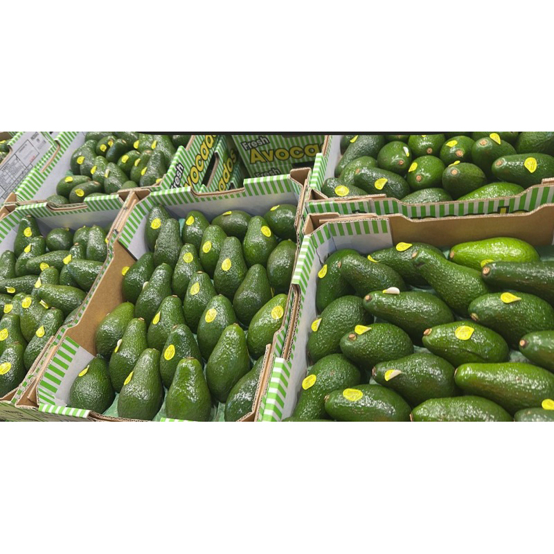 

Alpukat australia | Alpukat import australia fresh isi 28pcs/box