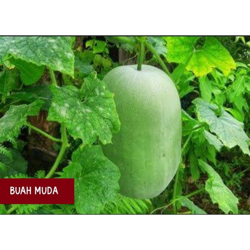 

BUAH BELIGO, BUAH KUNDRU, SAYUR BELIGO, SAYUR KUNDRU , SAYUR BLIGO