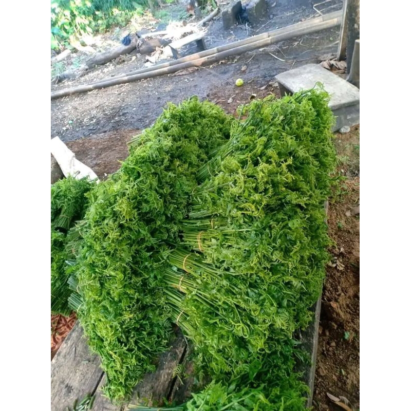 

1kg pakis sayur organik siap untuk di pasak(sayuran ala pedesaan)