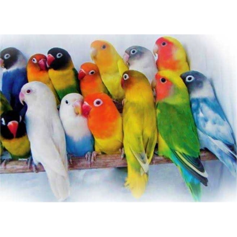LOVEBIRD DEWASA