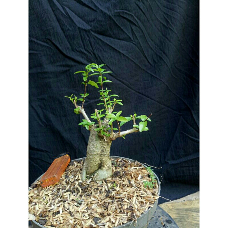 bonsai anting putri akar muter bahan