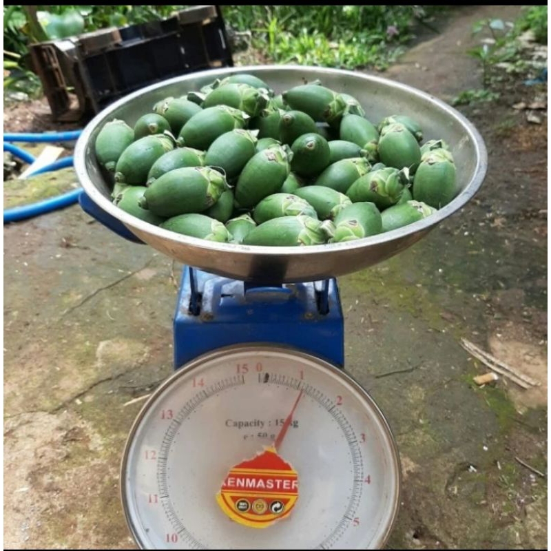 

BUAH PINANG MUDA SUPER FRESH 1KG BISA COD