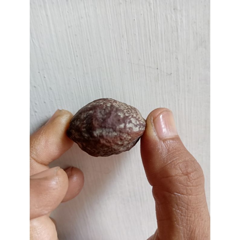 muncang kemiri adu yanti garut