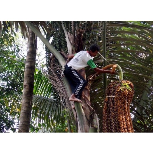 

[1 Kg] Gula Aren Asli Kemasan Daun Kering