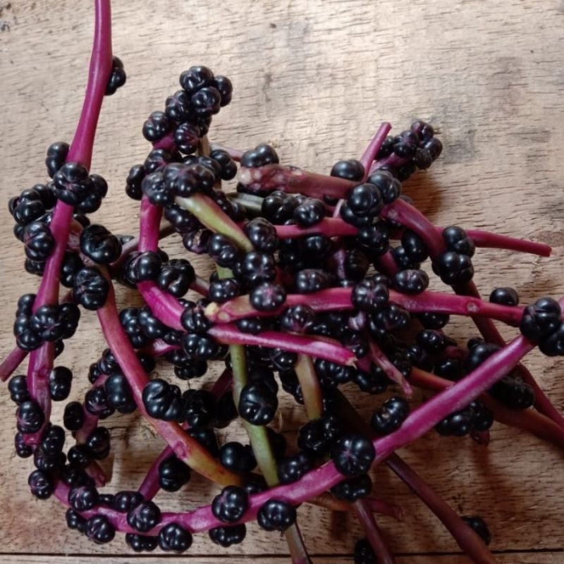 

buah bonahong/angkung fresh segar untuk herbal /100 biji