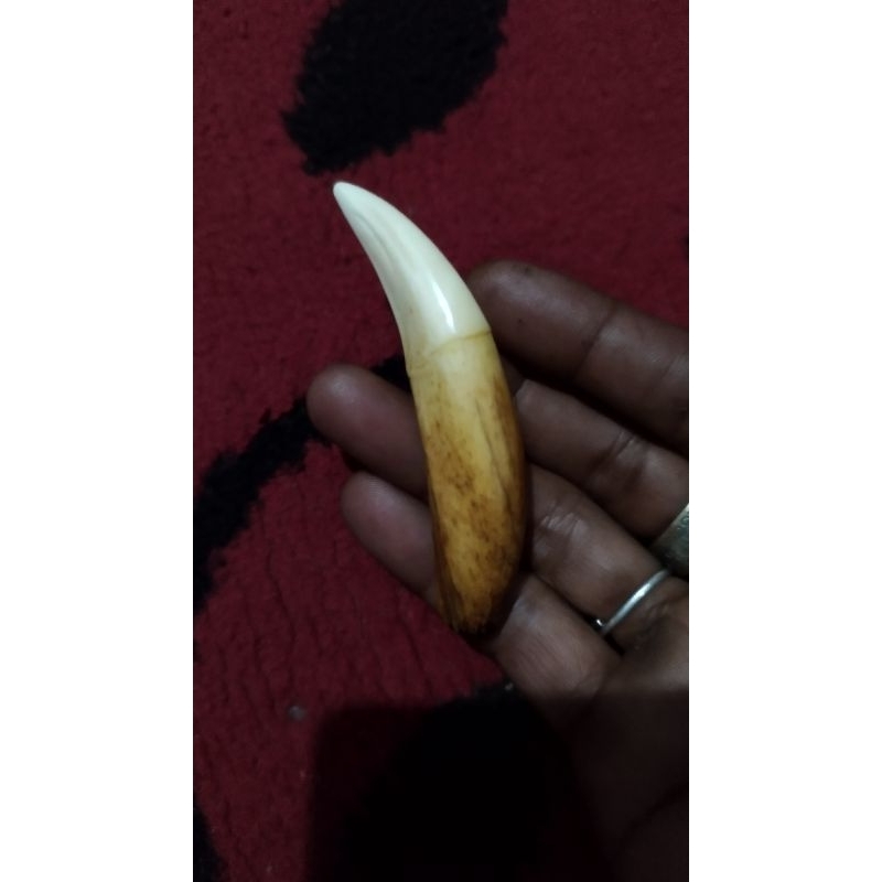 jual gading Harimau Asli 100%