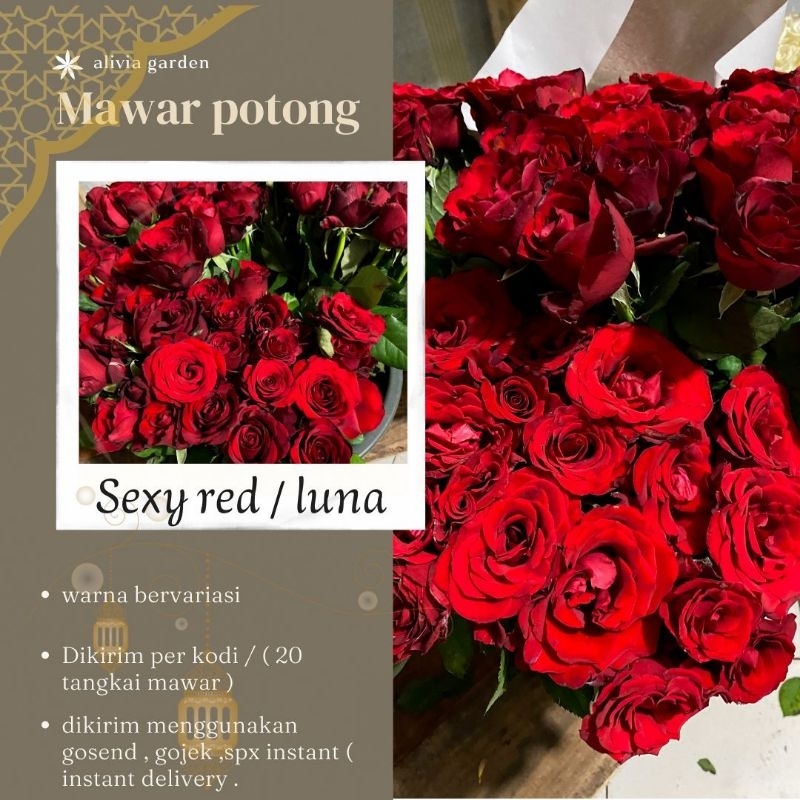 bunga mawar potong merah luna/ sexy red ( instant delivery )