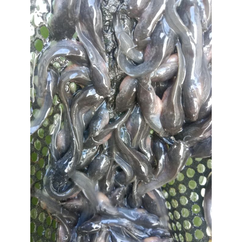 bibit lele/bibit benih ikan lele uk 3-4 cm paket 1000  ekor +bonus 150 ekor bibit sehat dan gesit