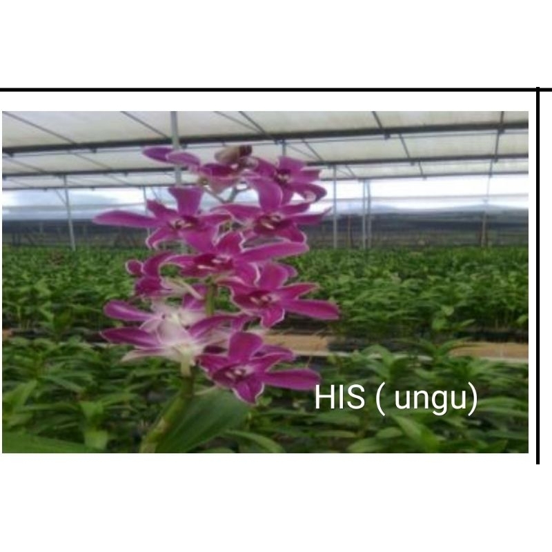anggrek dendrobium id HIS