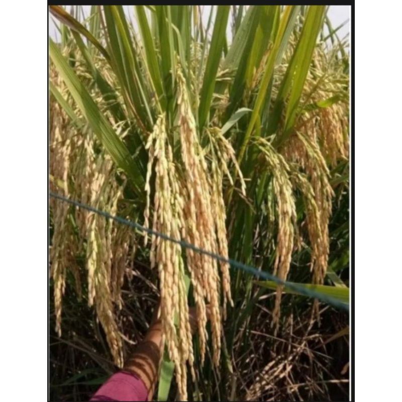 benih padi inpari 50  marem. berkualitas unggul. kemasan 5 kg