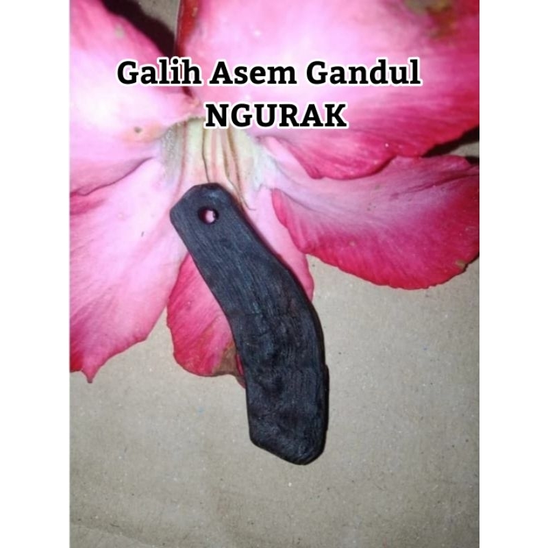 LIONTIN GALIH ASEM GANDUL ( NGURAK ALAM )