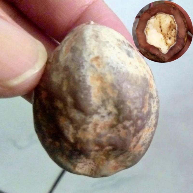 Muncang Adu Eti Mentahan Kualitas Bagus Dan Berkulit Tebal