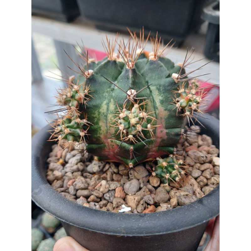Gymnocalycium Pink Giant Indukan | Kaktus