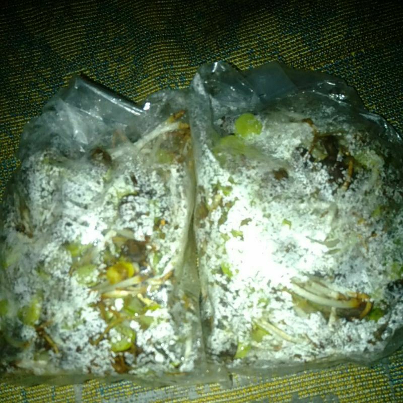 

SAYUR KECAMBAH ALE-ALE BIJI KLAMPIS