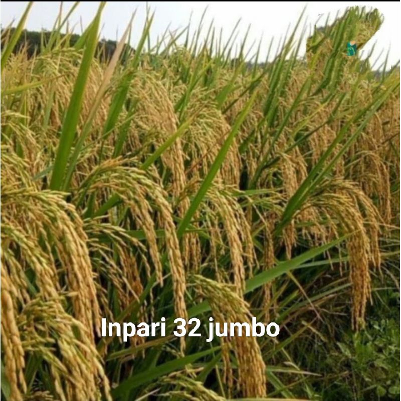 BENIH PADI INFARI 32 JUMBO 5KG