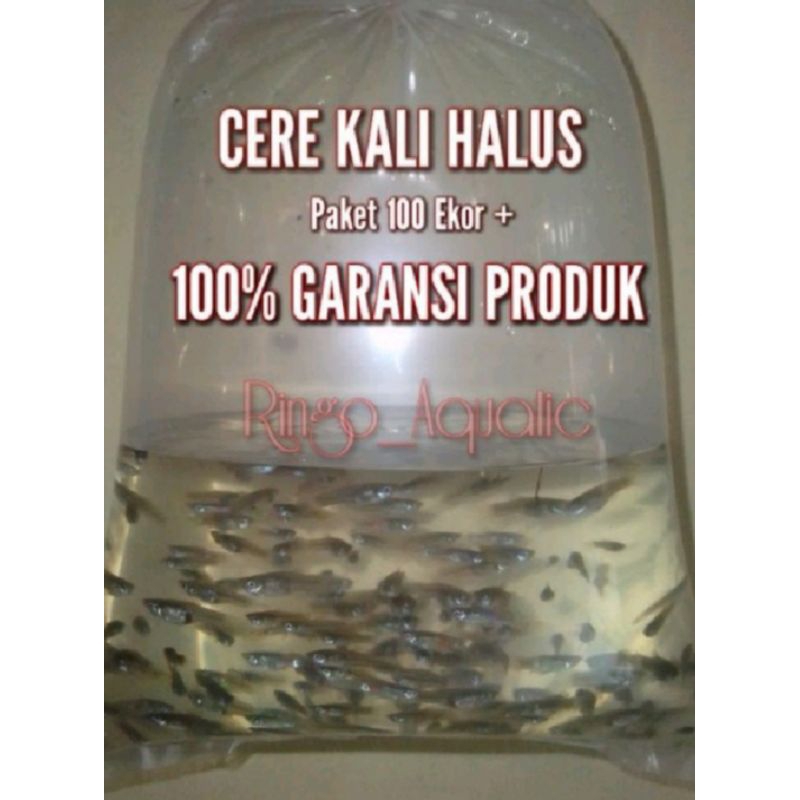 Cere Kali Halus Paket 100 Ekor Pakan Alami Ikan Predator Lohan Tiger Fish Channa Oscar