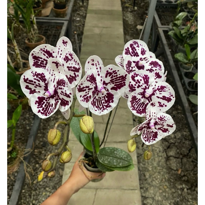 anggrek bulan bunga putih batik