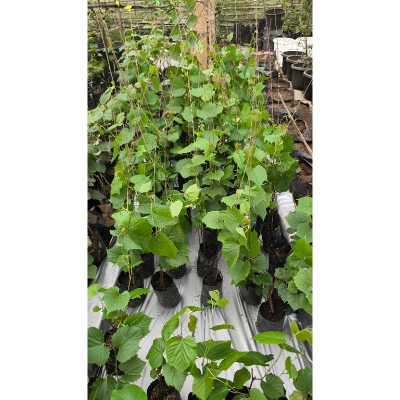 PAKET 8 BIBIT IAC 572