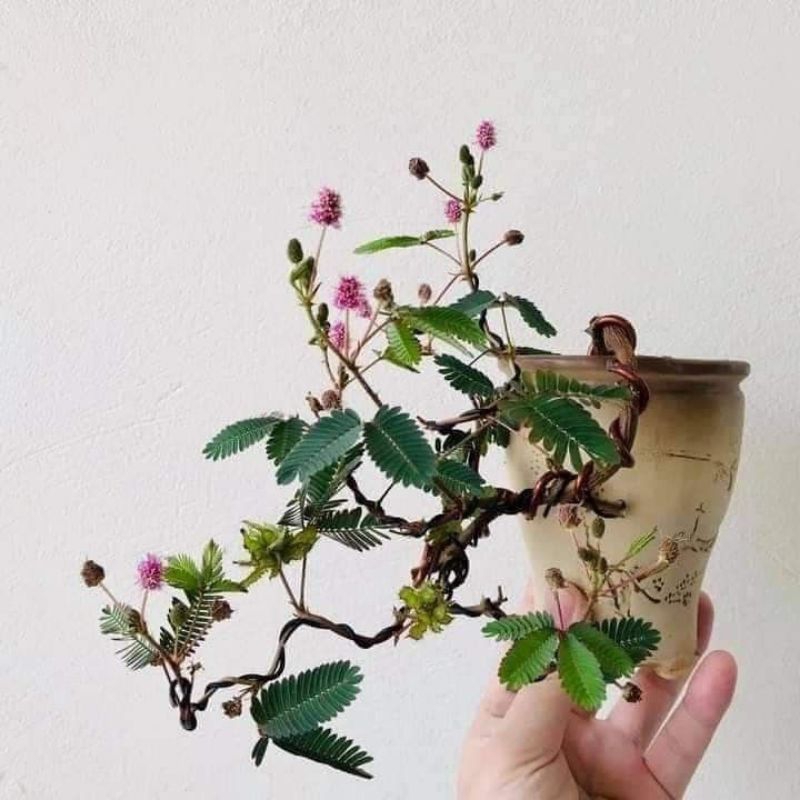 Bibit bonsai pohon putrimalu sudah di kawat,bibit bonsai mini terlaris