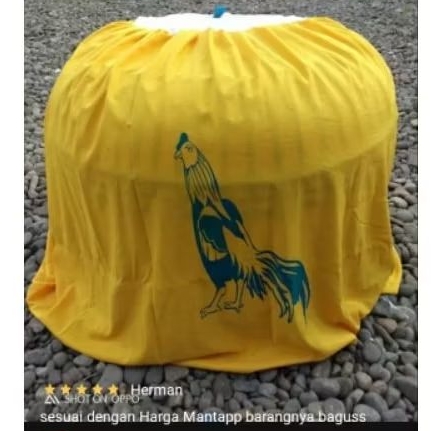 Kambu Kandang Ayam Bangkok Krodong Ayam Jumbo