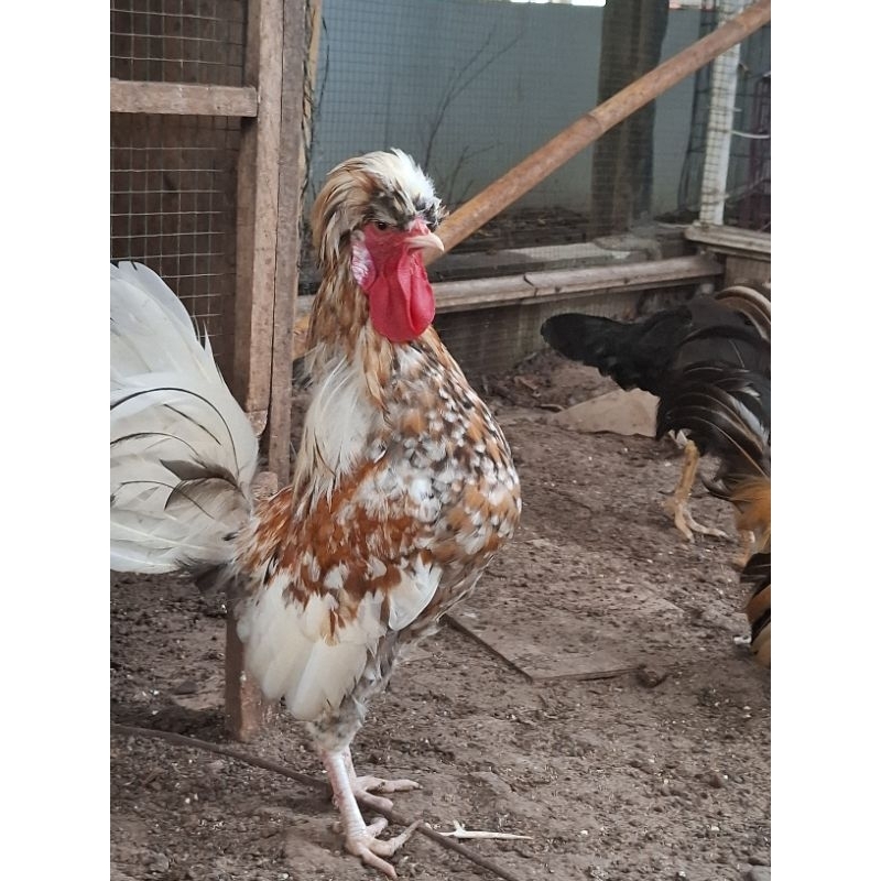 Ayam Poland Dewasa Jantan