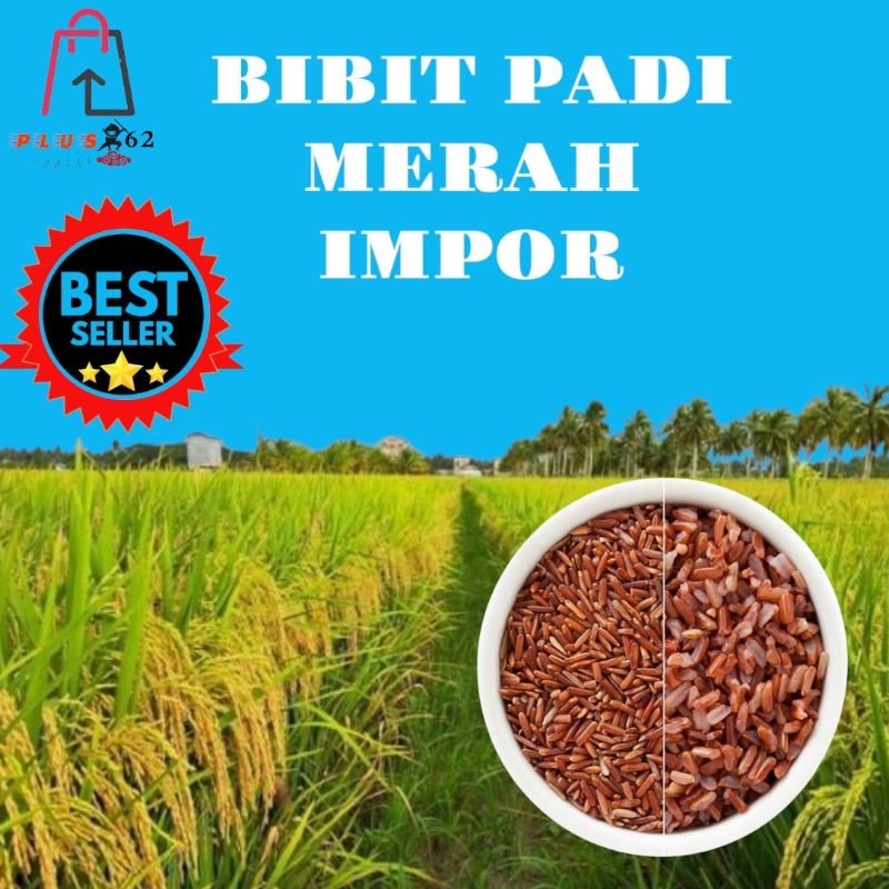 

Bibit Padi Merah Impor Unggul-Beras Merah Berkualitas Murah