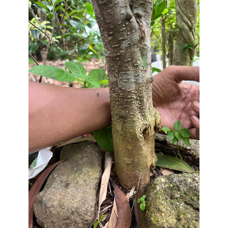 Bonsai Anting Putri Bonggol