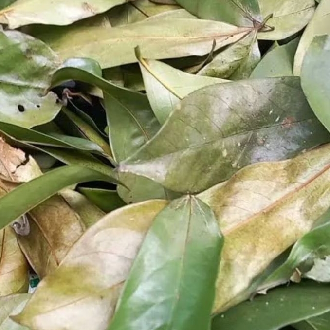 

Daun sirsak kering paket 100 lembar